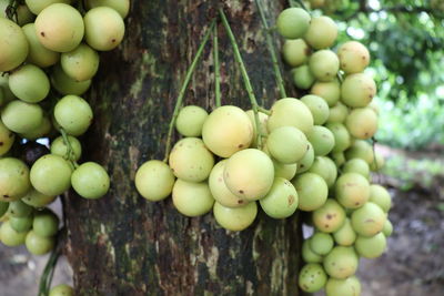 Close-up of grapes on tree