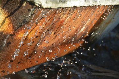 Close-up of raindrops on leaf