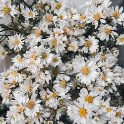 Full frame shot of white flowering plants