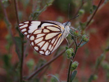 Close-up of butterfly on flower