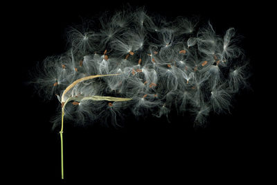 Close-up of dandelion over black background