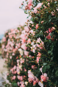 Close-up of pink flowering plants