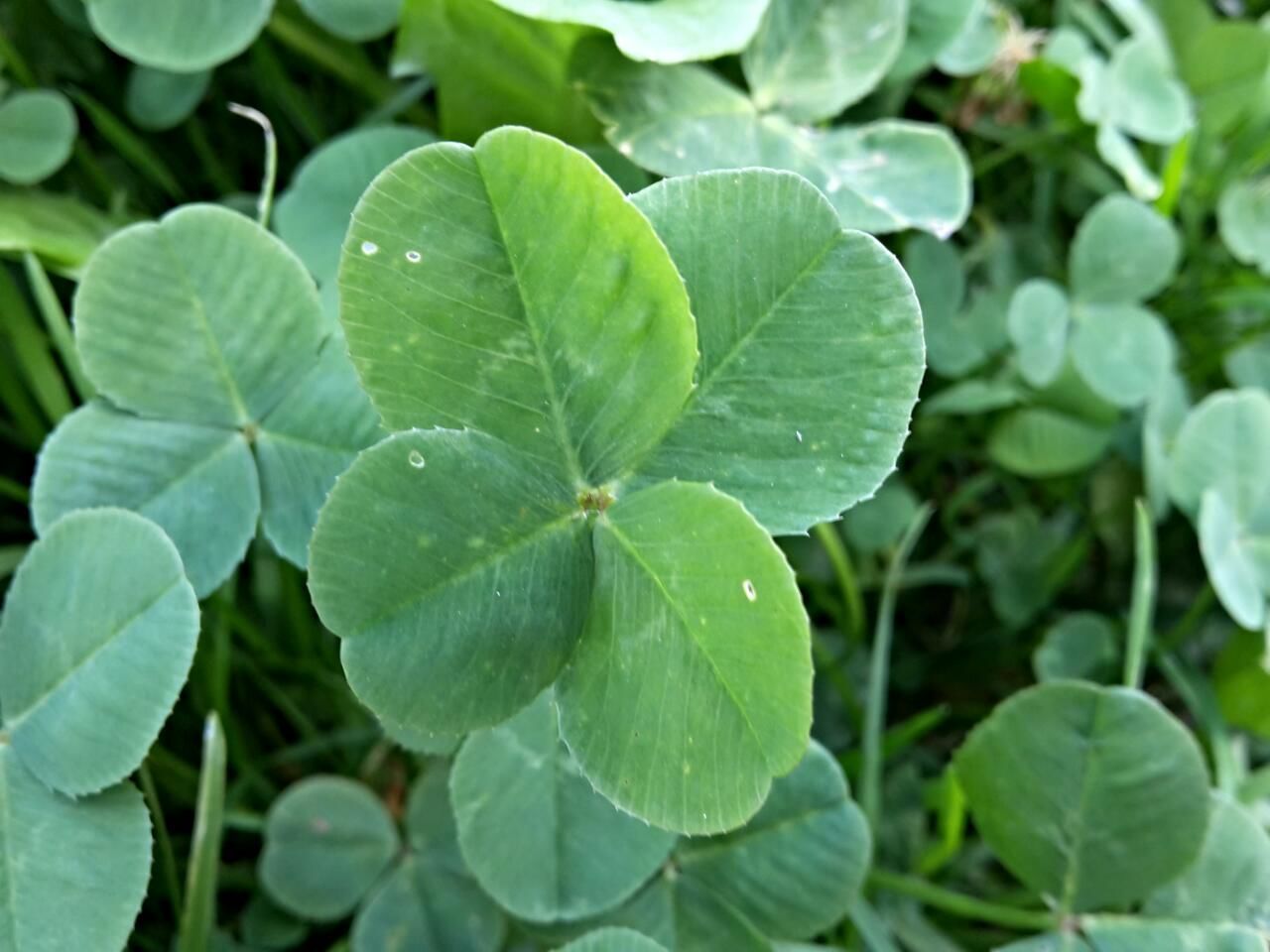 CLOSE-UP OF WATER DROPS ON PLANTS