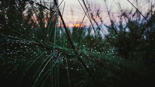 Close-up of plants against sky during sunset