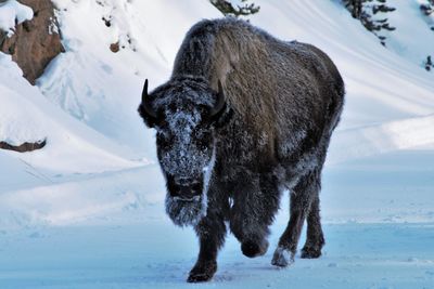 Horse on snow covered field