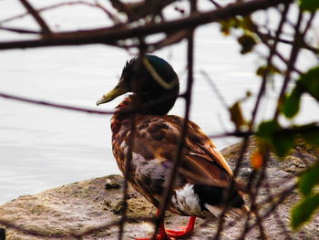 Close-up of bird perching on wall