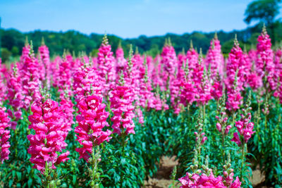 Close-up of pink flowering plants on field