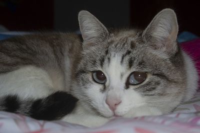 Close-up portrait of a cat