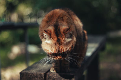 Close-up of a cat