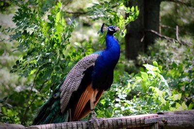 Blue bird perching on tree