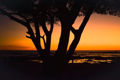 Silhouette of tree at sunset