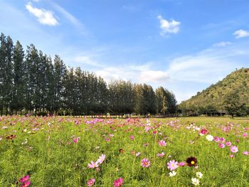 Flowers blooming on field against sky