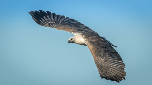 Low angle view of eagle flying against clear blue sky