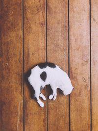 Sleep cat on wood floor