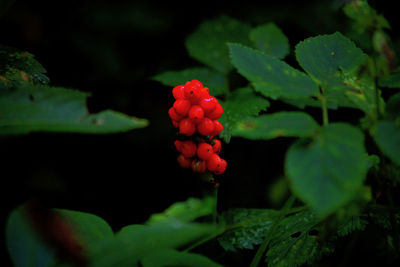 Close-up of red berries on plant