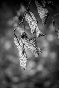 Close-up of dry leaves hanging on branch