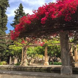 Pink flowers growing on tree