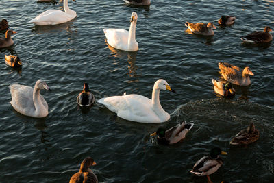 High angle view of swans swimming in lake