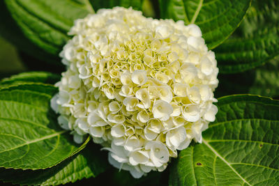 Close-up of white flowering plant