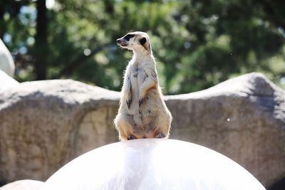 Bird on rock