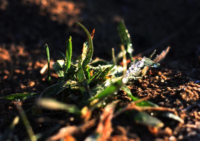 Close-up of plant growing on field