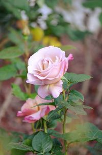 Close-up of pink rose