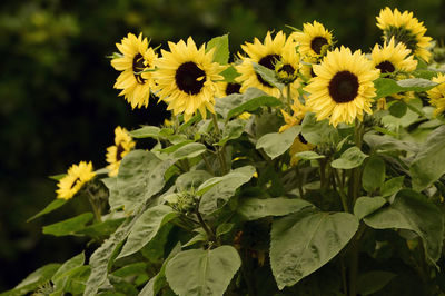 Close-up of yellow flowering plant