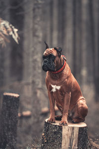 A dog in the forest is sitting on a stump