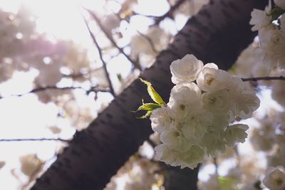 Low angle view of cherry blossoms in spring