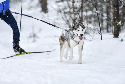 Dog standing on snow covered land