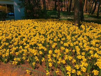 Yellow flowering plants on field