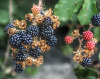 Close-up of berries growing on plant