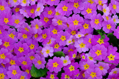High angle view of purple flowering plants
