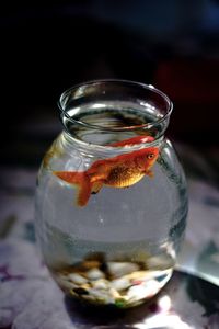 Close-up of fish in glass jar on table