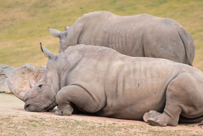 Rhinoceroses relaxing on field
