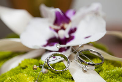 Close-up of white flowering plant