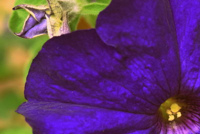 Close-up of purple flower blooming outdoors