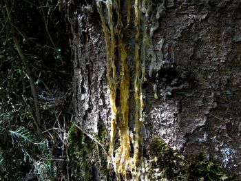 Full frame shot of tree trunk