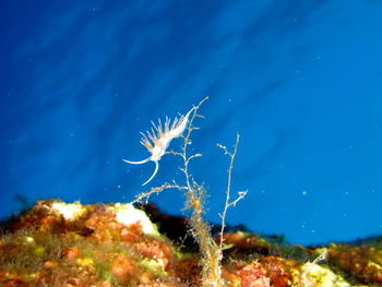 Close-up of dead plant in sea