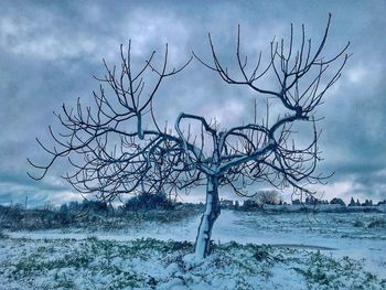 Bare tree against sky