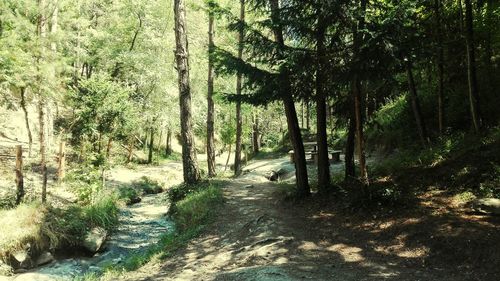 Scenic view of trees against sky