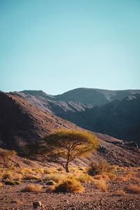 Scenic view of landscape against clear sky