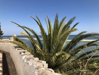 Palm trees against sky