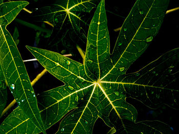 Close-up of raindrops on leaves