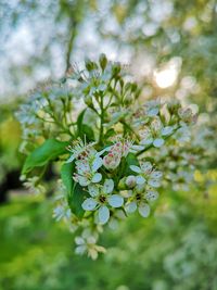 Close-up of flowering plant