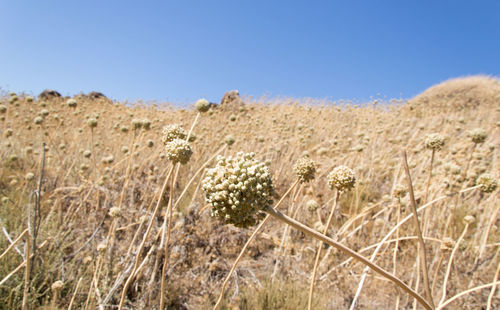 Plants growing on field against clear sky