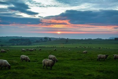 Sheep grazing on field against sky during sunset