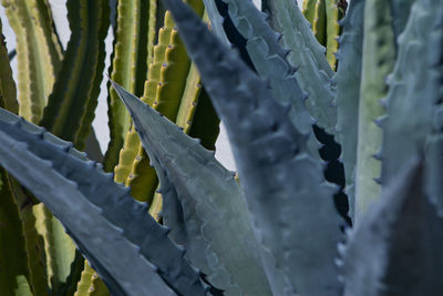 Full frame shot of succulent plant