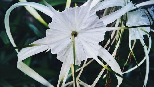 Close-up of flower