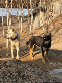 Dogs standing on a land